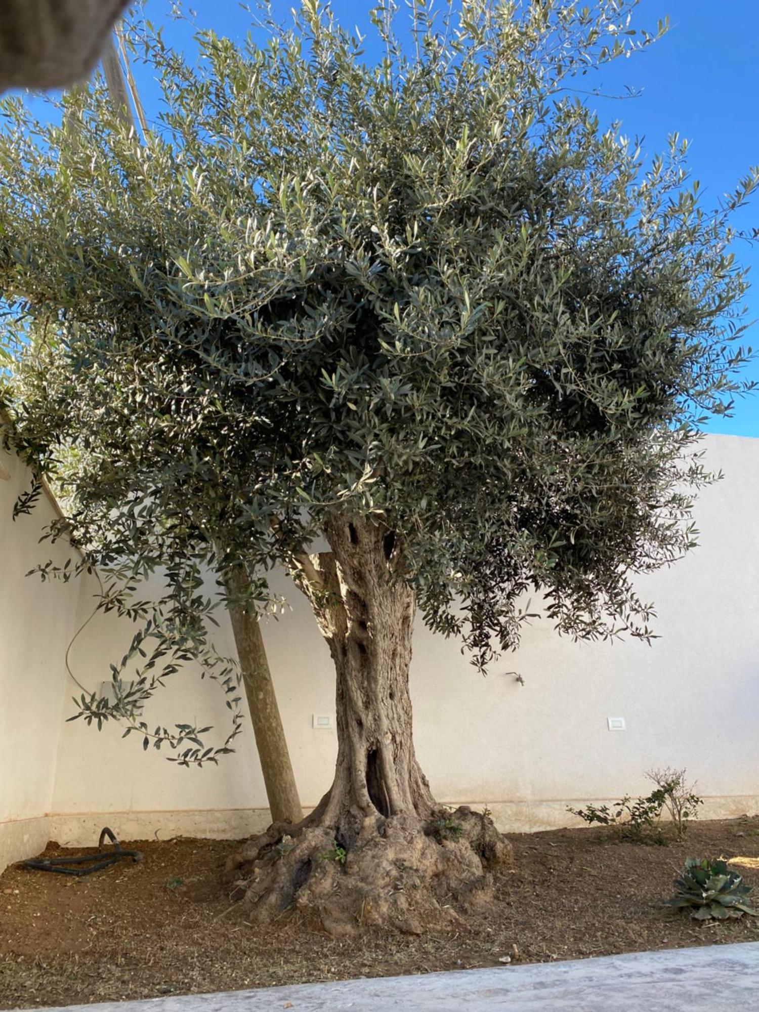 Da Mariano Apartments Mazara del Vallo Dış mekan fotoğraf